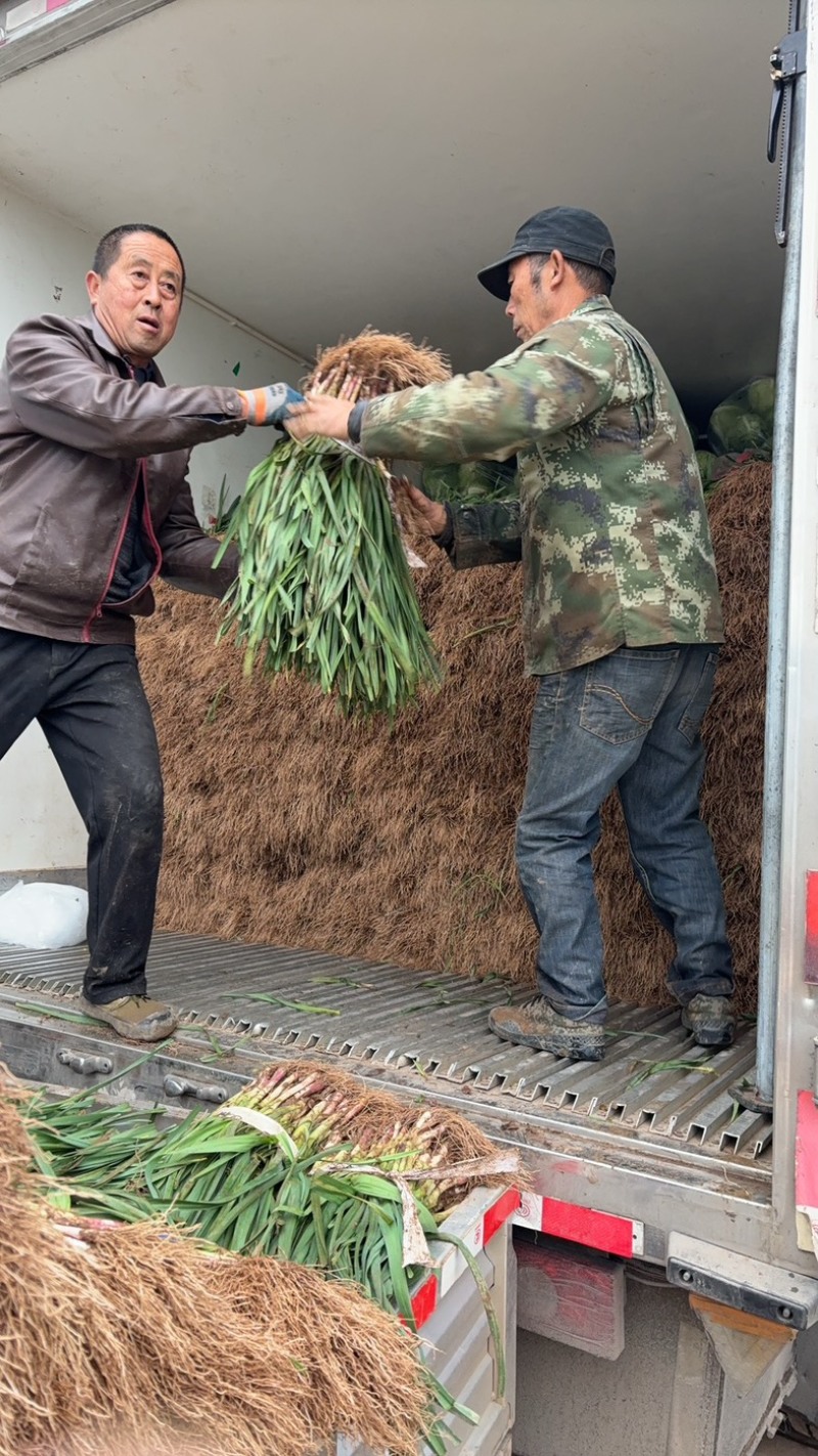 湖北当阳红皮大蒜新上蒜苗产地直供货源充足