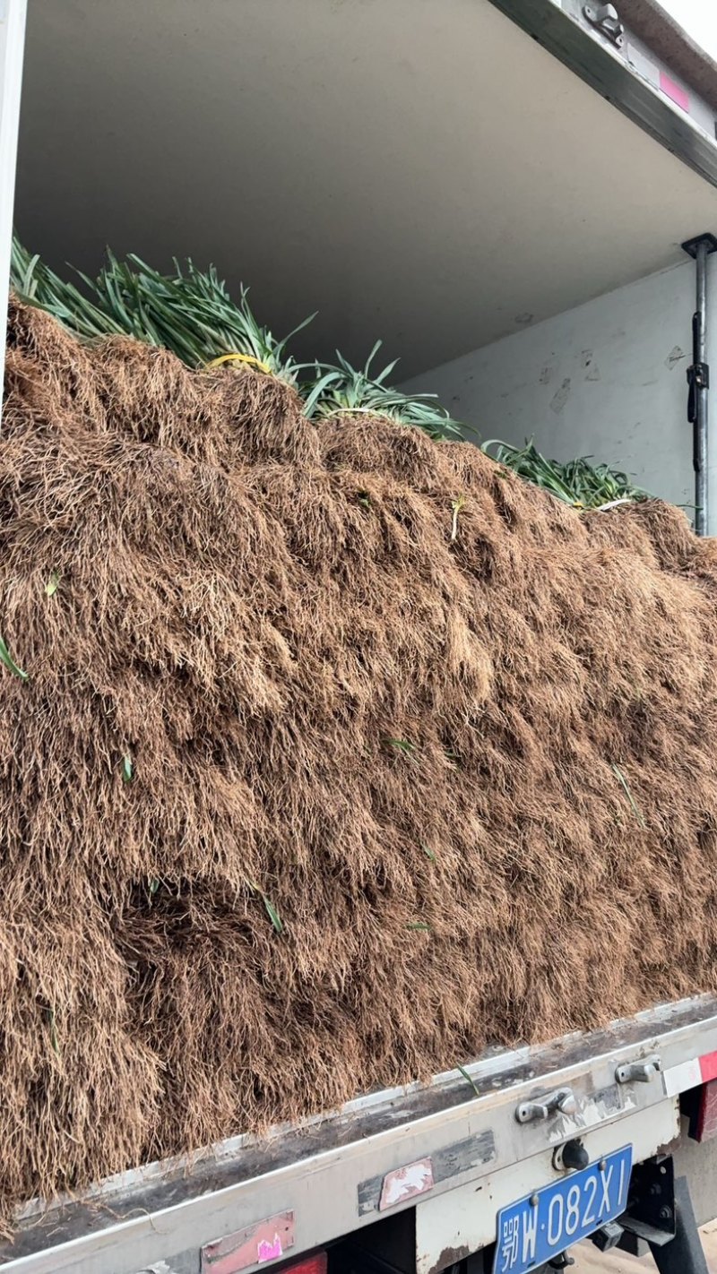 湖北当阳红皮大蒜新上蒜苗产地直供货源充足
