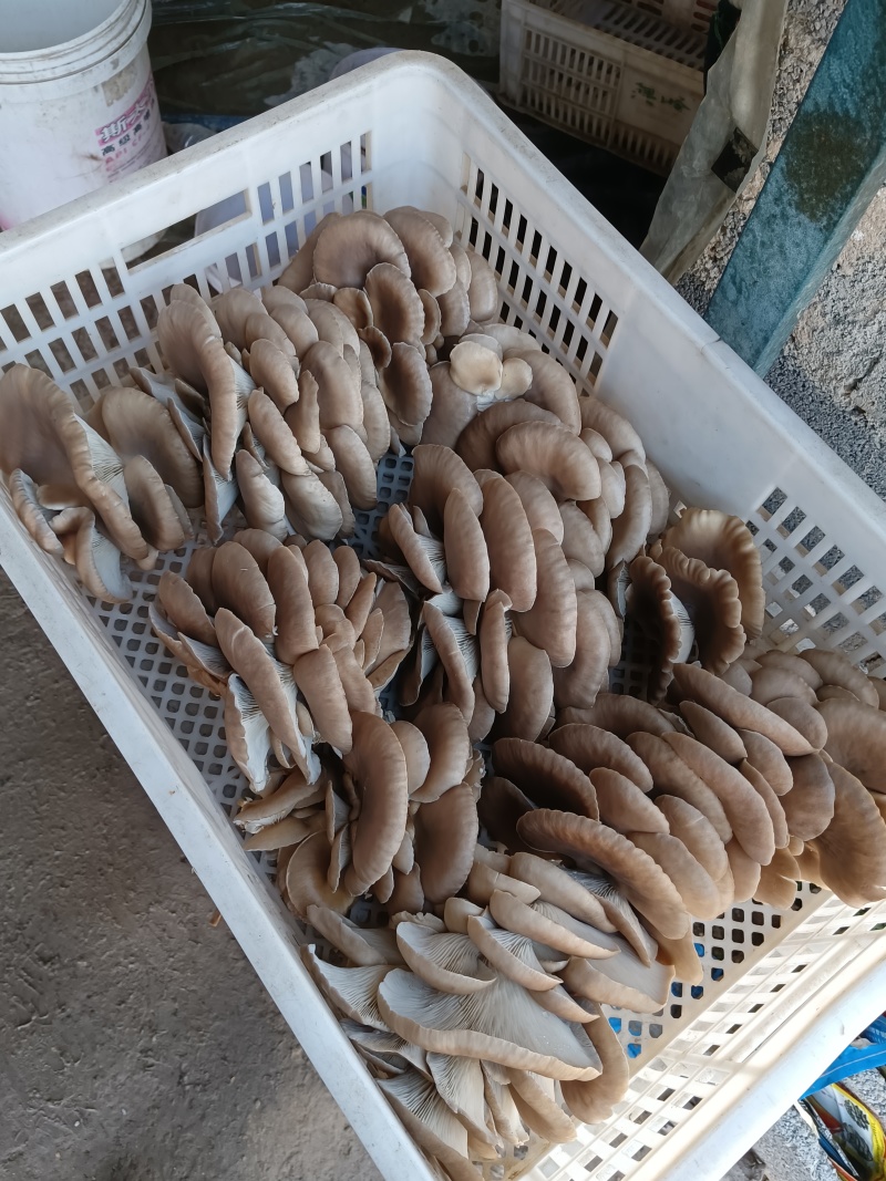 平菇