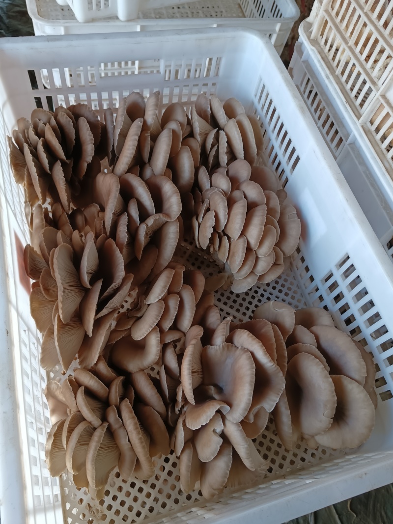 平菇