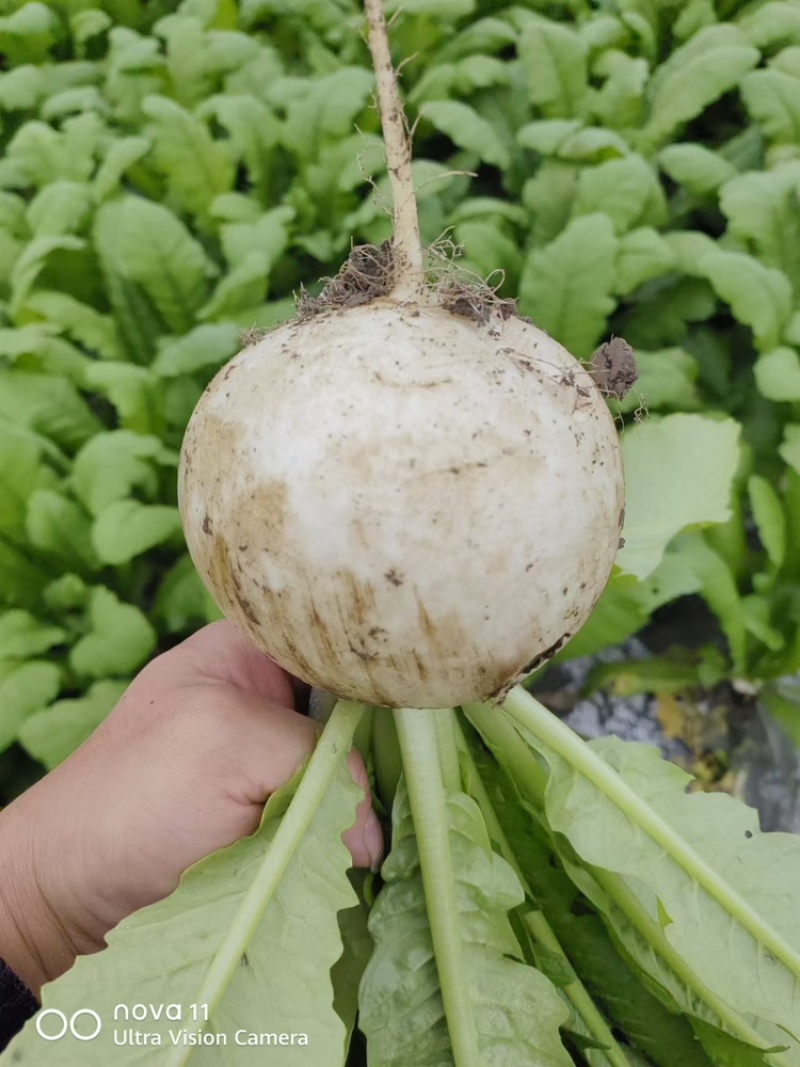 大量出萝卜