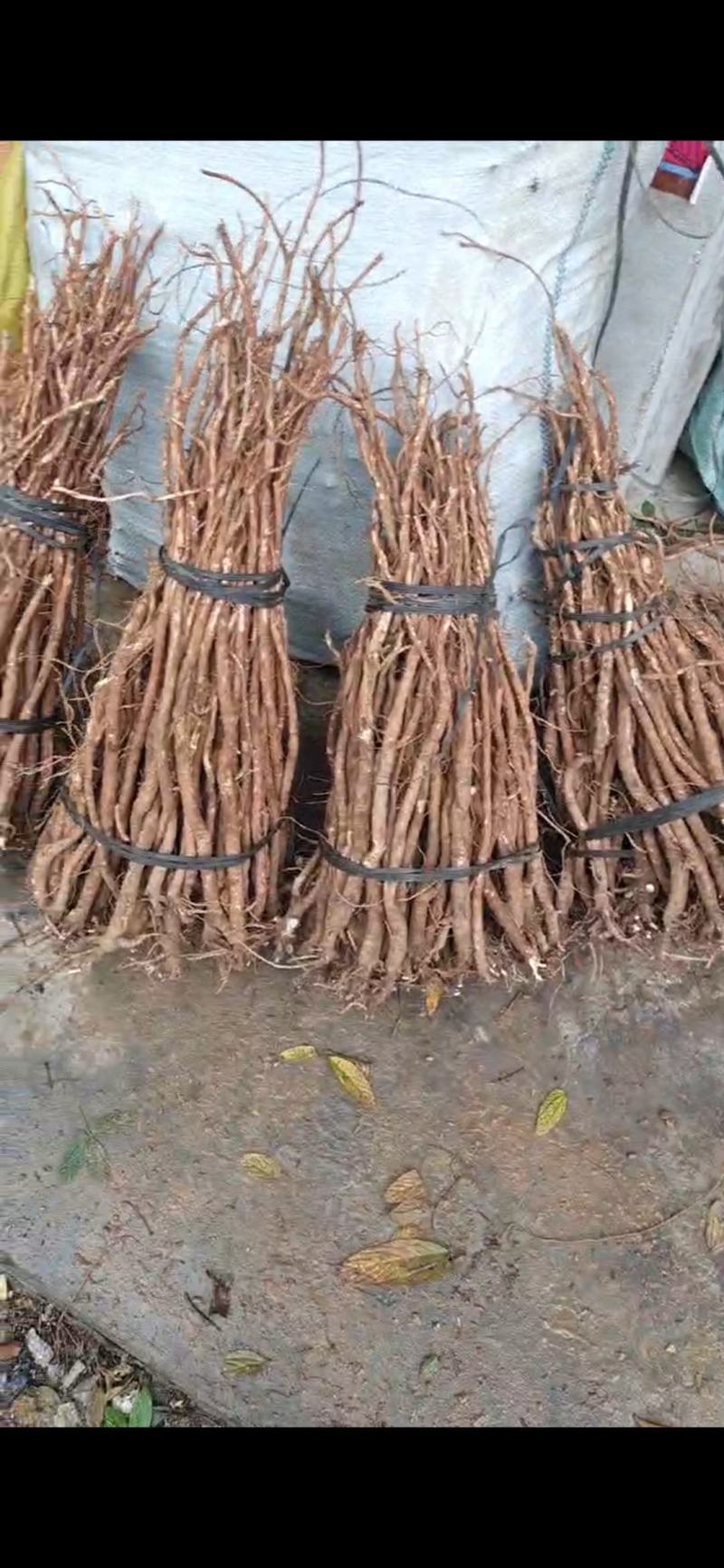 小叶千斤拔药材供应产地一手货源