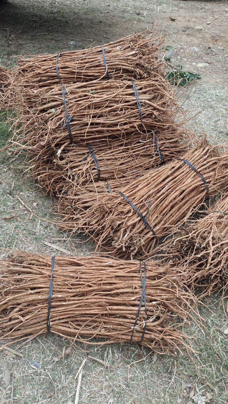 小叶千斤拔药材供应产地一手货源