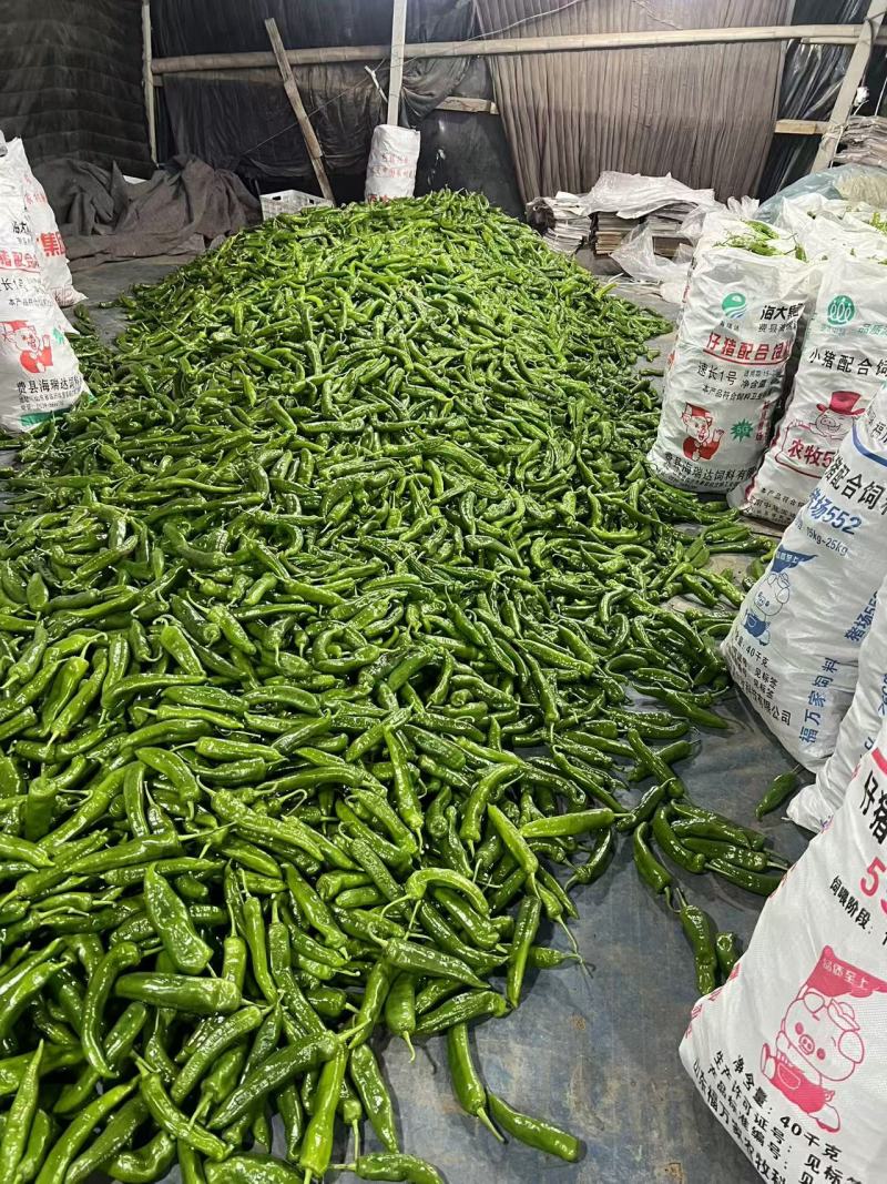 山东辣椒螺丝椒大量上市中产地现摘可代发货欢迎订购，