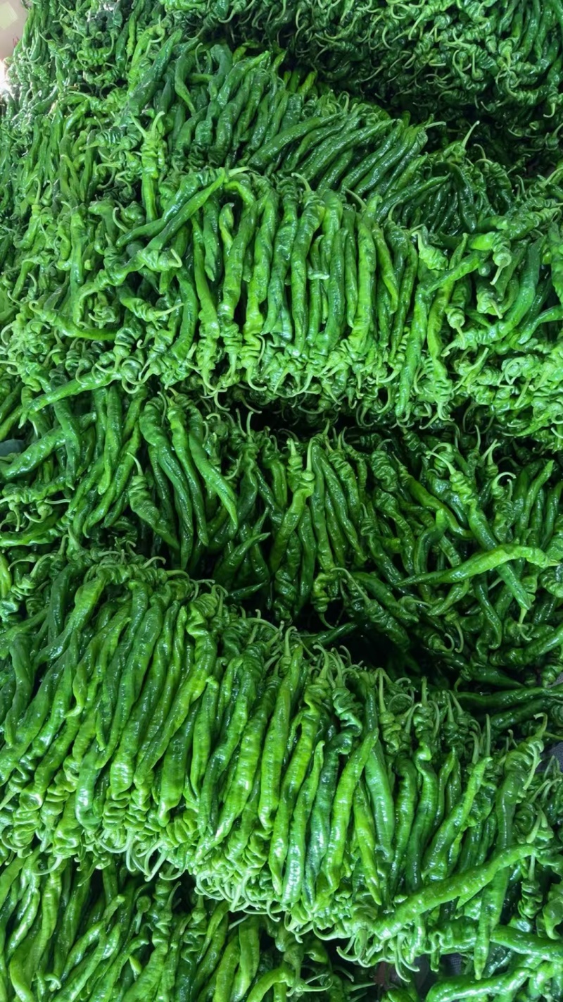 山东辣椒螺丝椒大量上市中产地现摘可代发货欢迎订购，