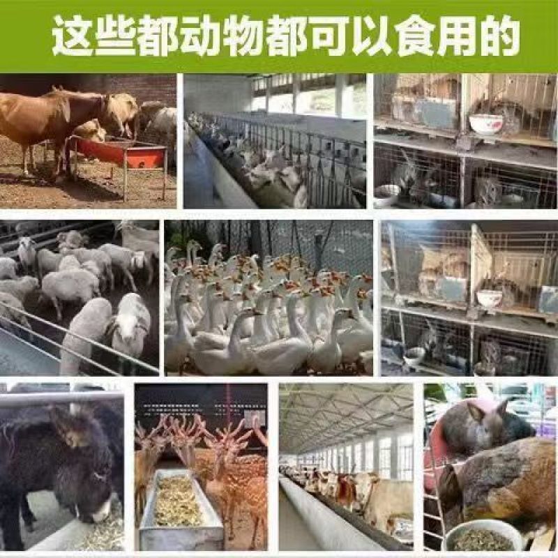 2024年花生秧叶粉