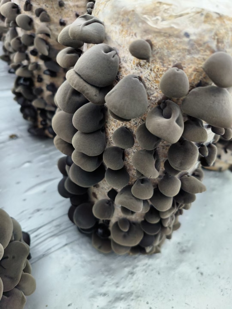 木耳批发秋耳碗耳自家种植基地源头一件代发