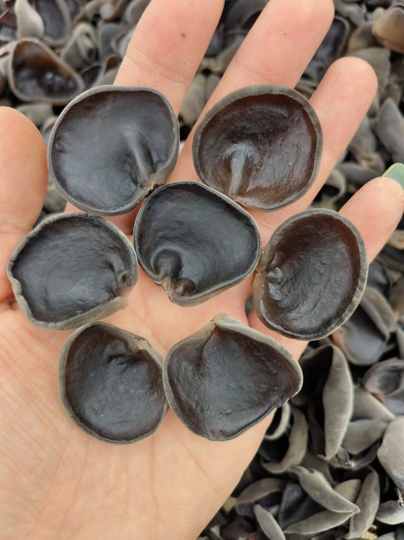 木耳批发秋耳碗耳自家种植基地源头一件代发