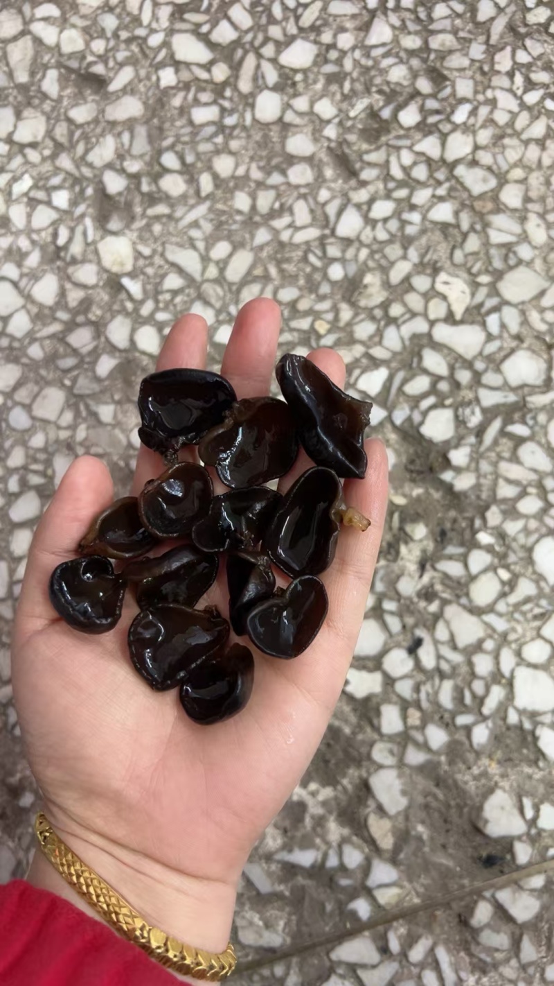 木耳批发秋耳碗耳自家种植基地源头一件代发