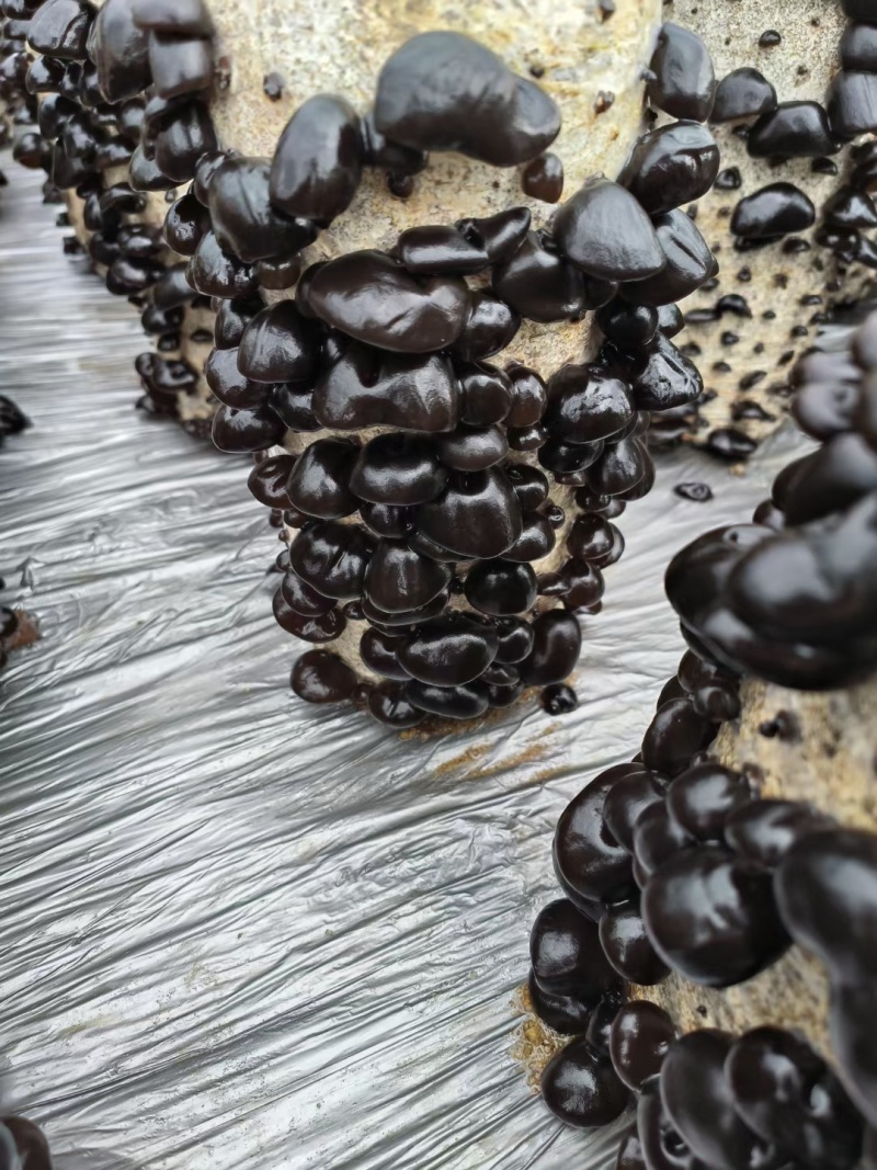 木耳批发秋耳碗耳自家种植基地源头一件代发