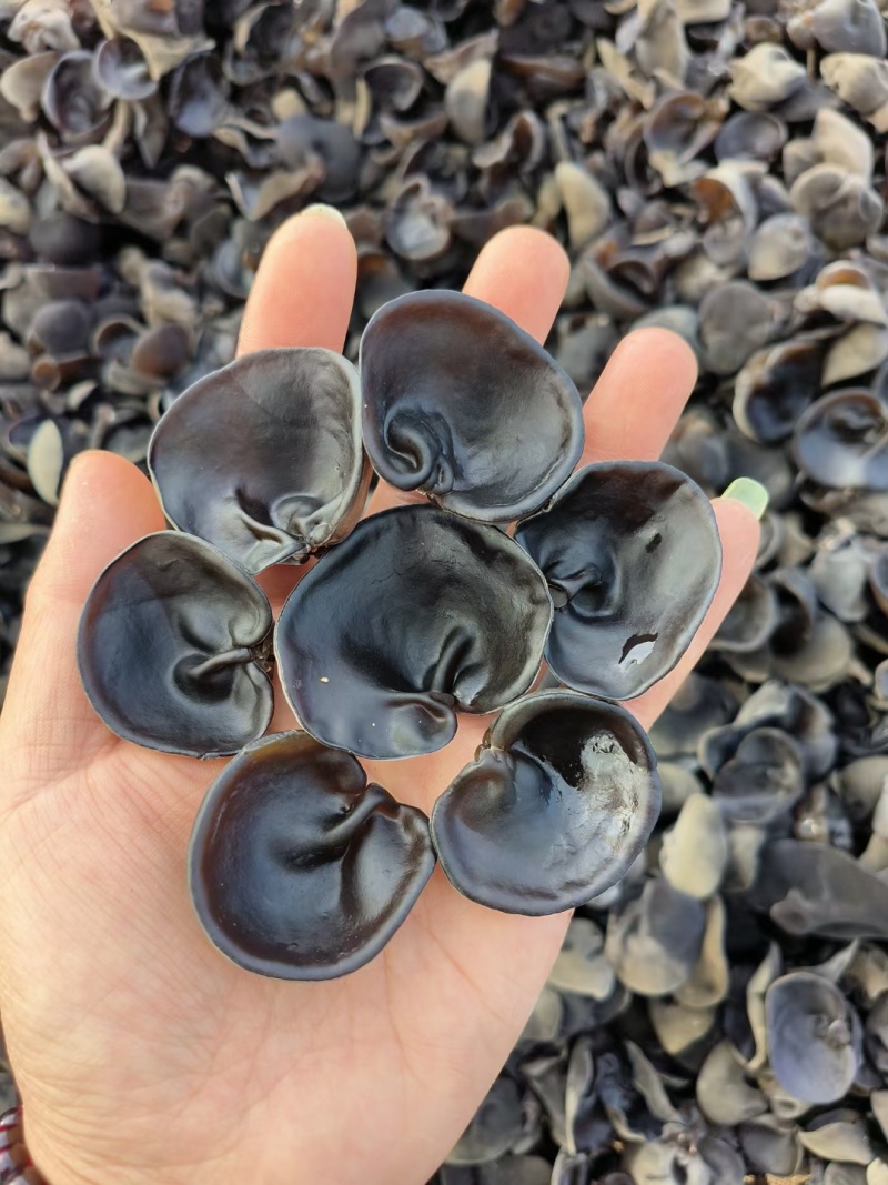 木耳批发秋耳碗耳自家种植基地源头一件代发