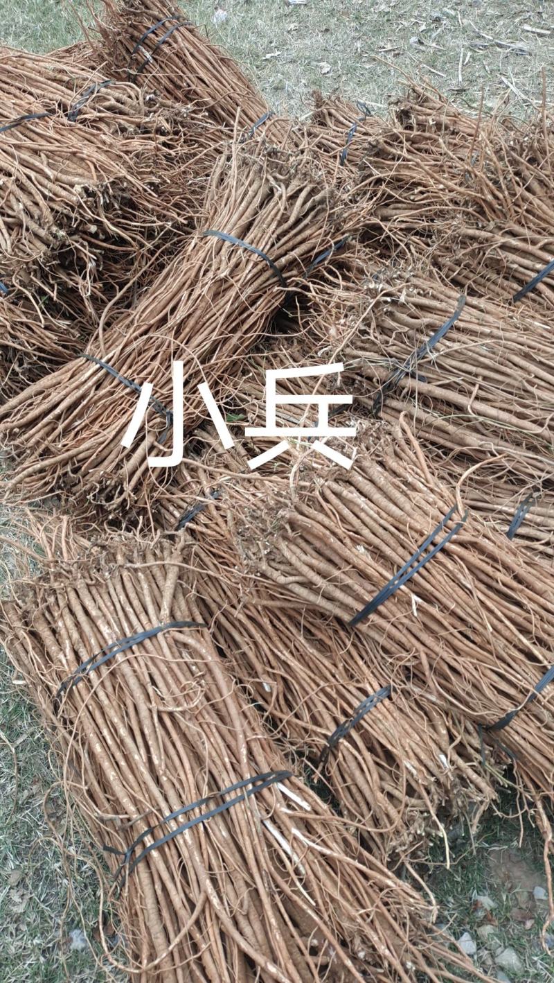 小叶千斤拔药材产地一手货源大量供应