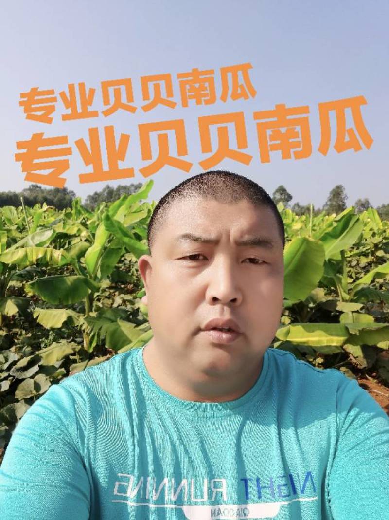 新鲜贝贝南瓜，口感细腻，粉，糯，香，甜