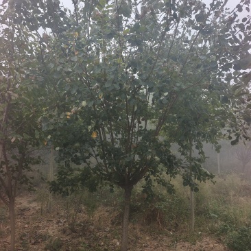 黄栌基地直销！常年供应各种规格黄栌，丛生黄栌，质优价廉！
