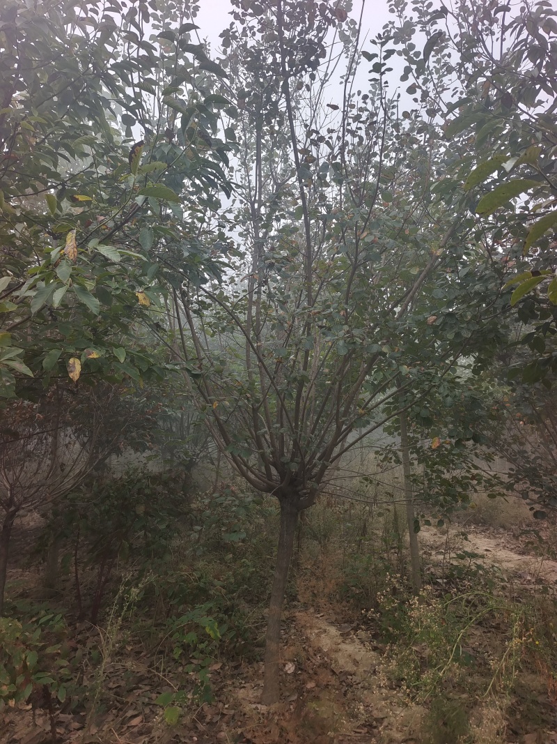 黄栌基地直销！常年供应各种规格黄栌，丛生黄栌，质优价廉！