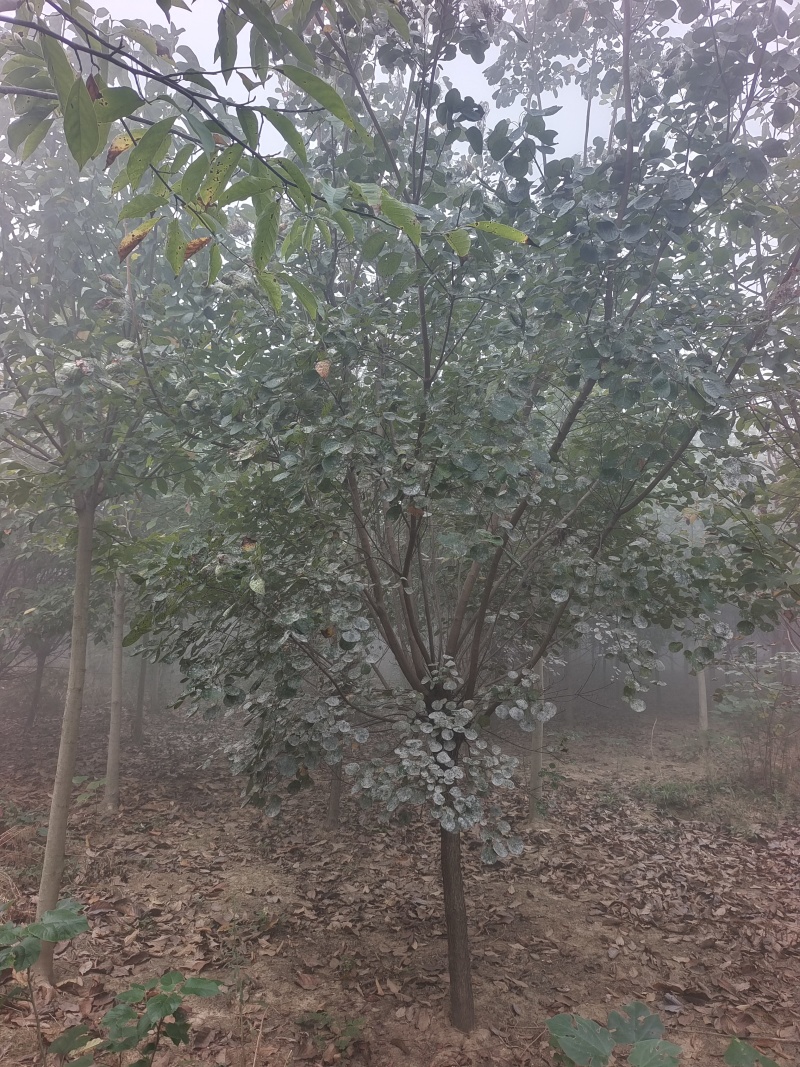 黄栌基地直销！常年供应各种规格黄栌，丛生黄栌，质优价廉！