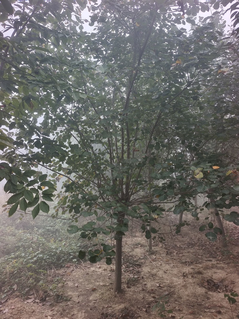黄栌基地直销！常年供应各种规格黄栌，丛生黄栌，质优价廉！