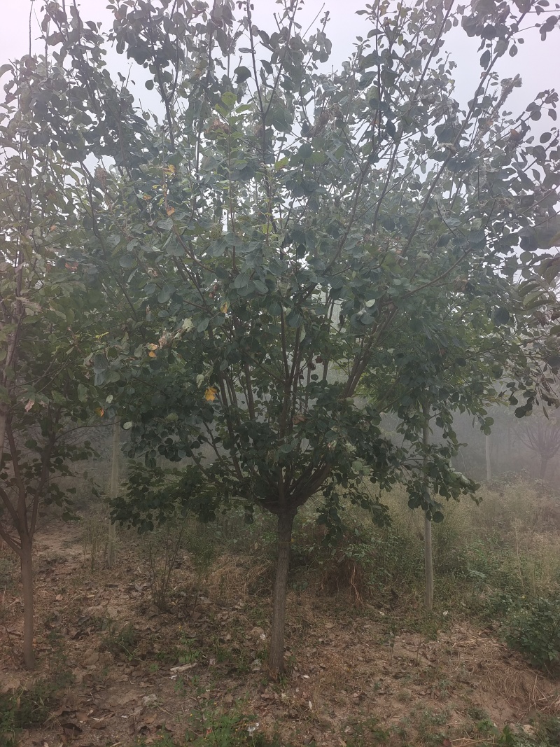 黄栌基地直销！常年供应各种规格黄栌，丛生黄栌，质优价廉！