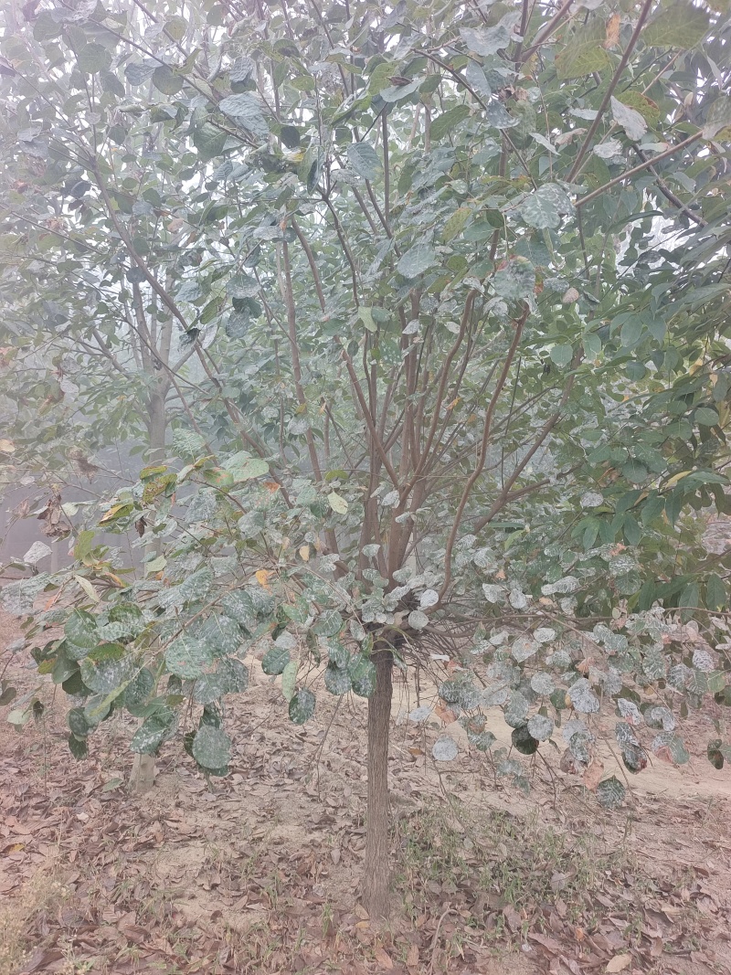 黄栌基地直销！常年供应各种规格黄栌，丛生黄栌，质优价廉！