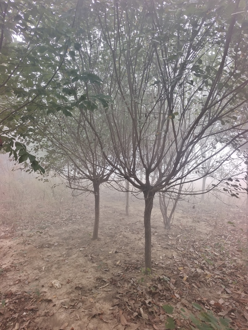 黄栌基地直销！常年供应各种规格黄栌，丛生黄栌，质优价廉！