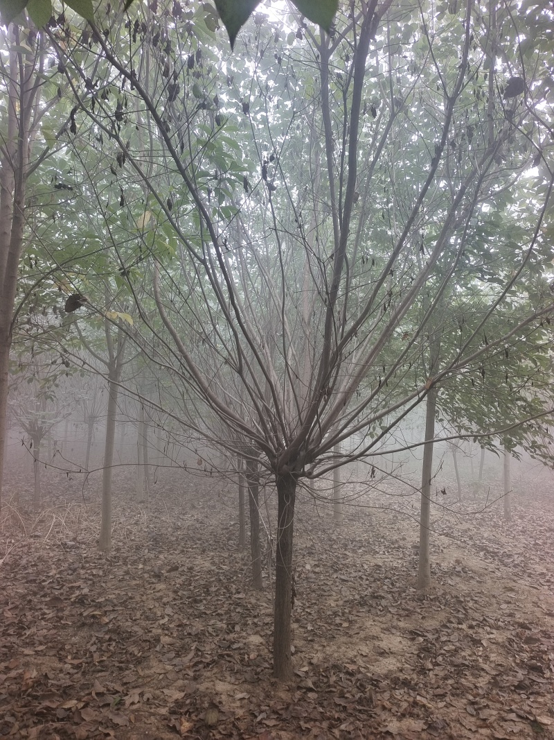 黄栌基地直销！常年供应各种规格黄栌，丛生黄栌，质优价廉！