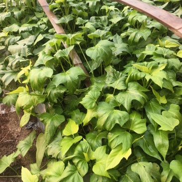 红瑶，丝滑，榴莲蜜薯红薯苗