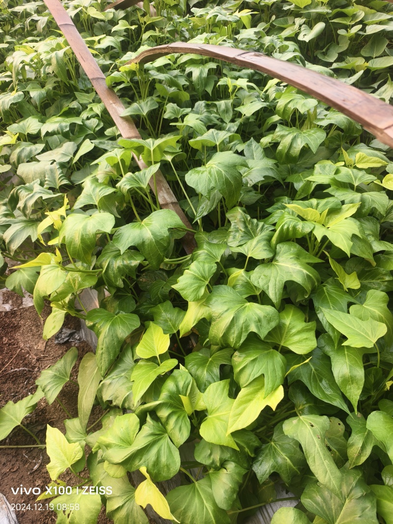 红瑶，丝滑，榴莲蜜薯红薯苗