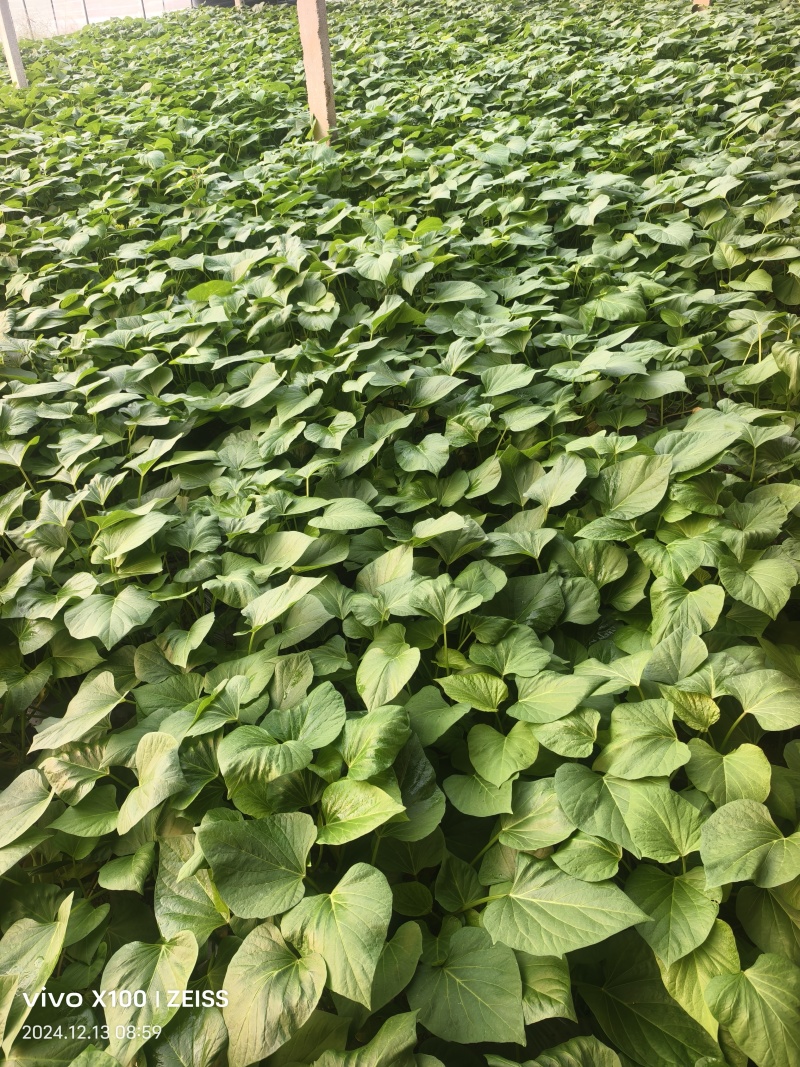 红瑶，丝滑，榴莲蜜薯红薯苗