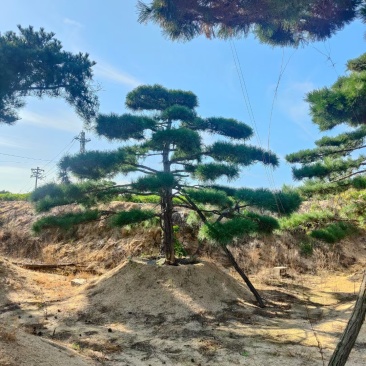 造型油松黑松盆景等