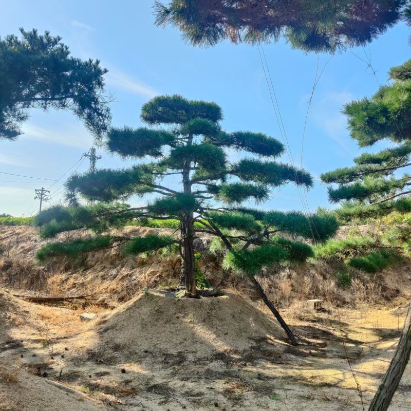 造型油松黑松盆景等