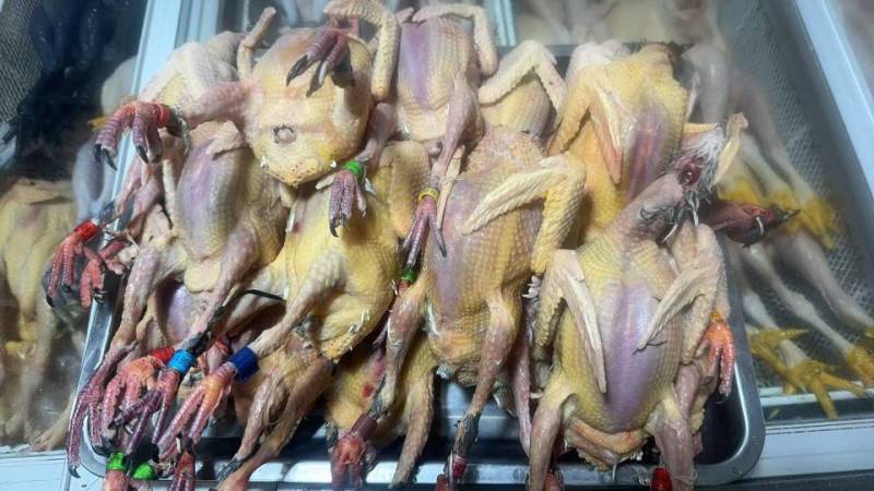 活体有环老鸽子，全国包邮到家，路上包活