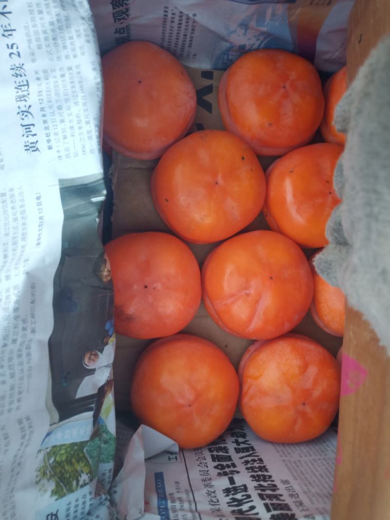 磨盘柿子
