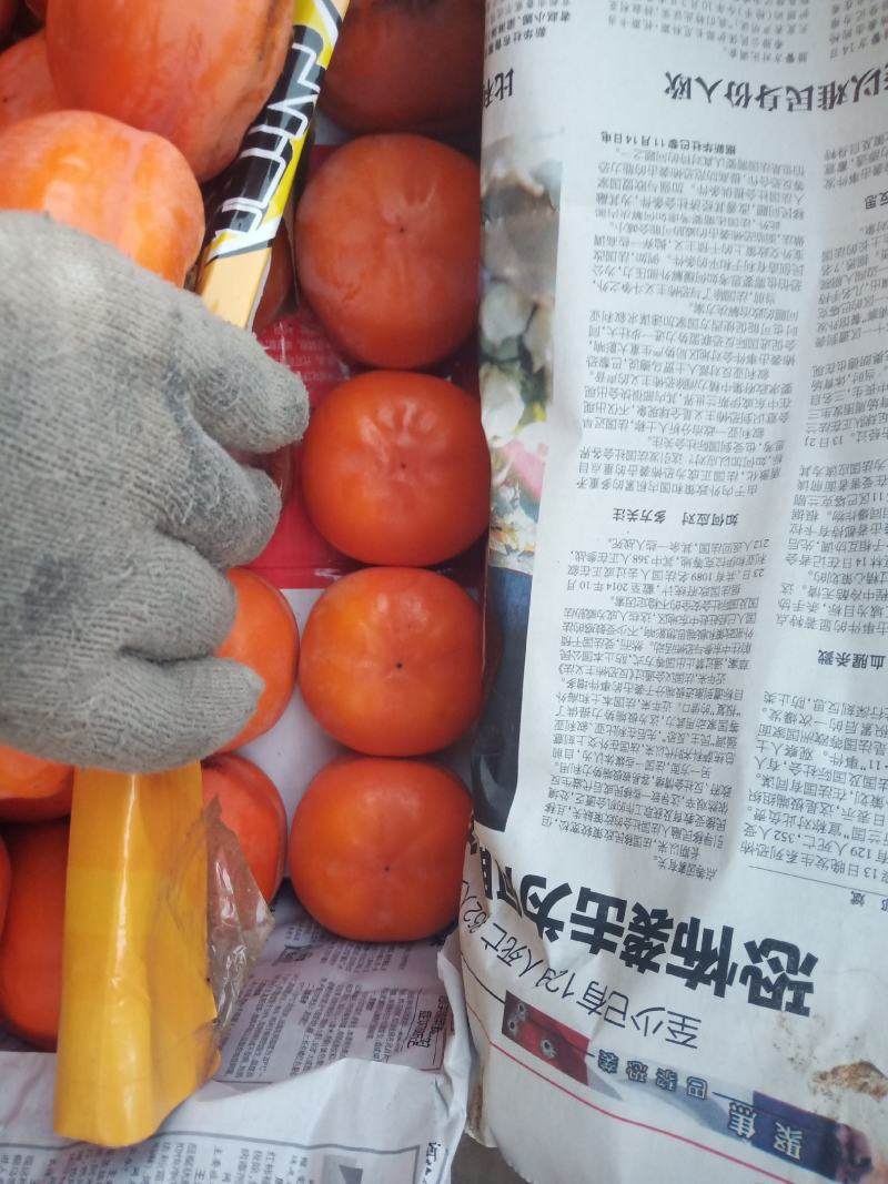 磨盘柿子