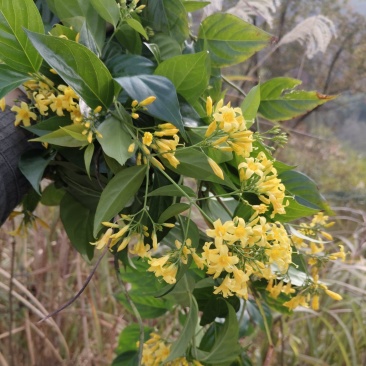 断肠草