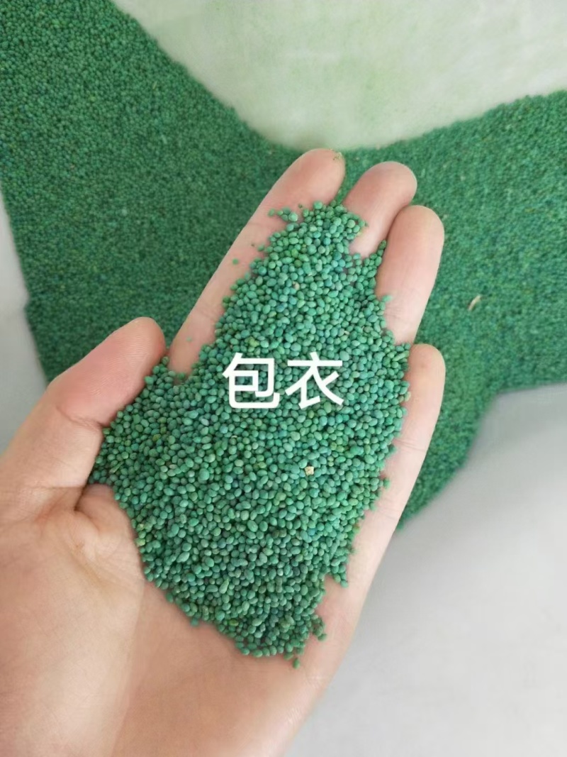 进口狗牙根草籽种子耐寒耐热四季常青见水就活发芽率高