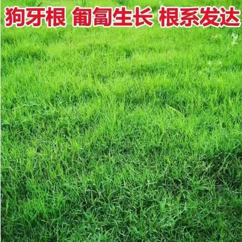 进口狗牙根草籽种子耐寒耐热四季常青见水就活发芽率高