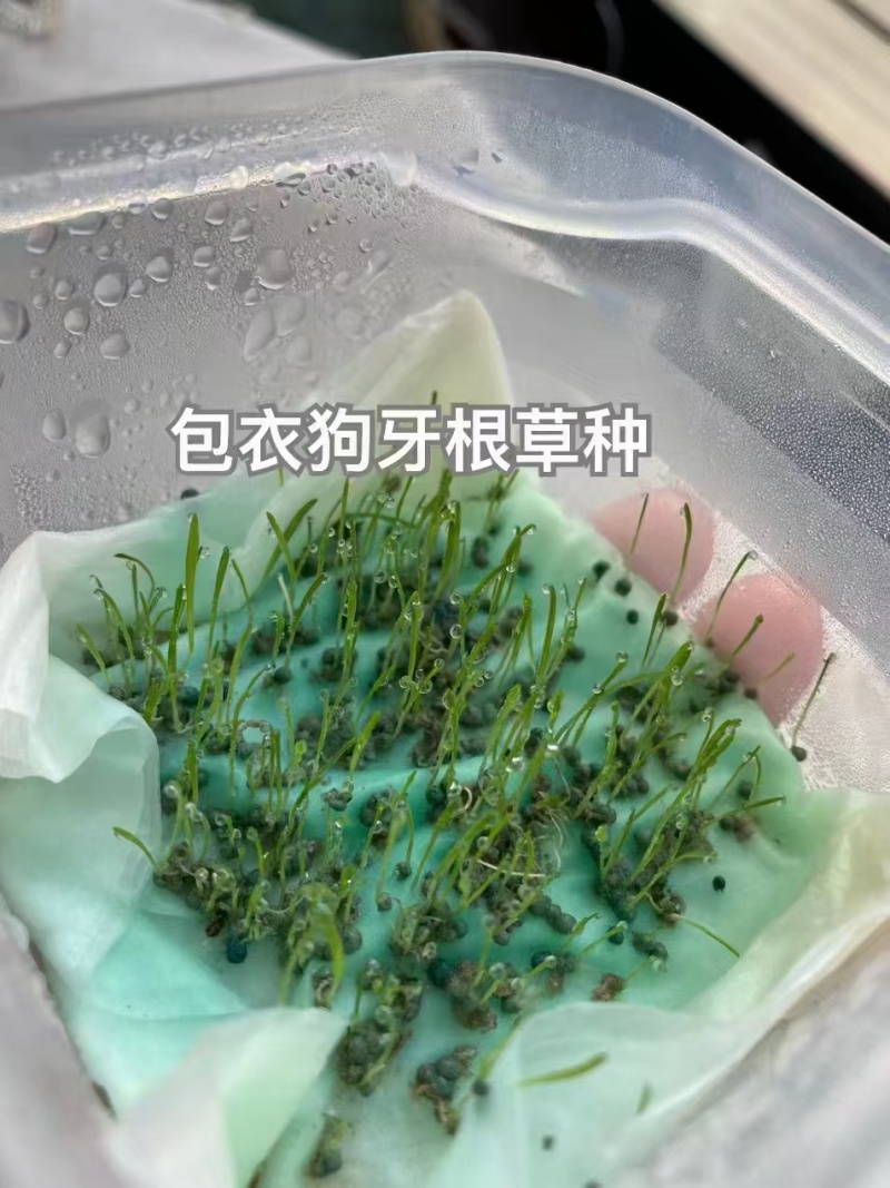 进口狗牙根草籽种子耐寒耐热四季常青见水就活发芽率高