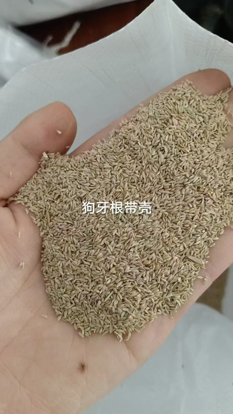 进口狗牙根草籽种子耐寒耐热四季常青见水就活发芽率高