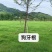 进口狗牙根草籽种子耐寒耐热四季常青见水就活发芽率高