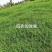 进口狗牙根草籽种子耐寒耐热四季常青见水就活发芽率高
