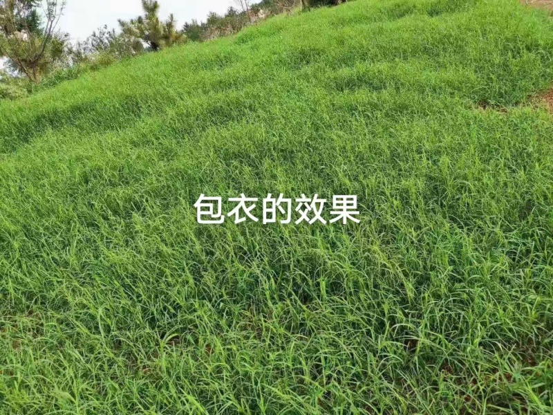 进口狗牙根草籽种子耐寒耐热四季常青见水就活发芽率高