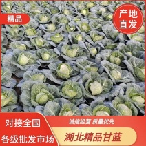 精品旺旺包菜