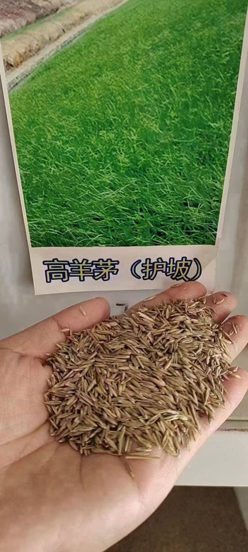 进口高羊茅草坪草种子耐寒耐旱绿化四季常青发芽率高