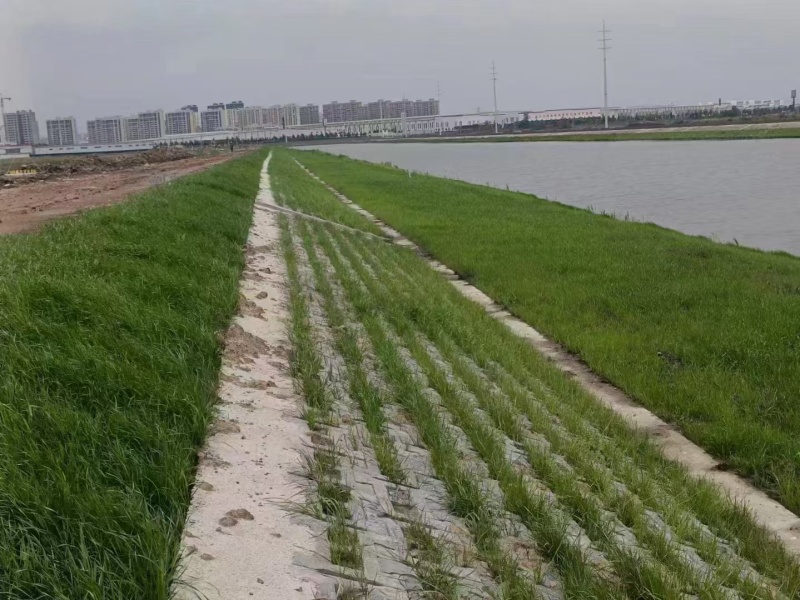 进口高羊茅草坪草种子耐寒耐旱绿化四季常青发芽率高