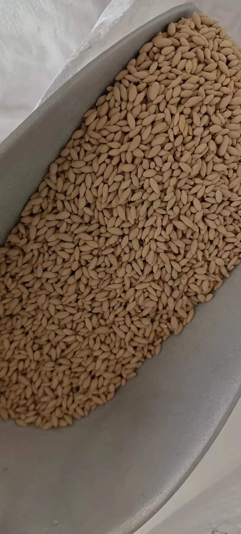 进口高羊茅草坪草种子耐寒耐旱绿化四季常青发芽率高