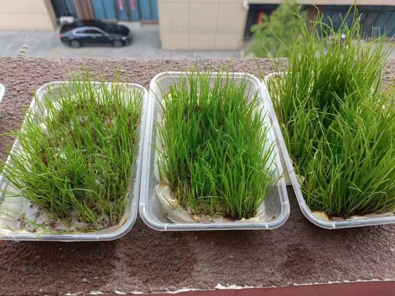 进口高羊茅草坪草种子耐寒耐旱绿化四季常青发芽率高