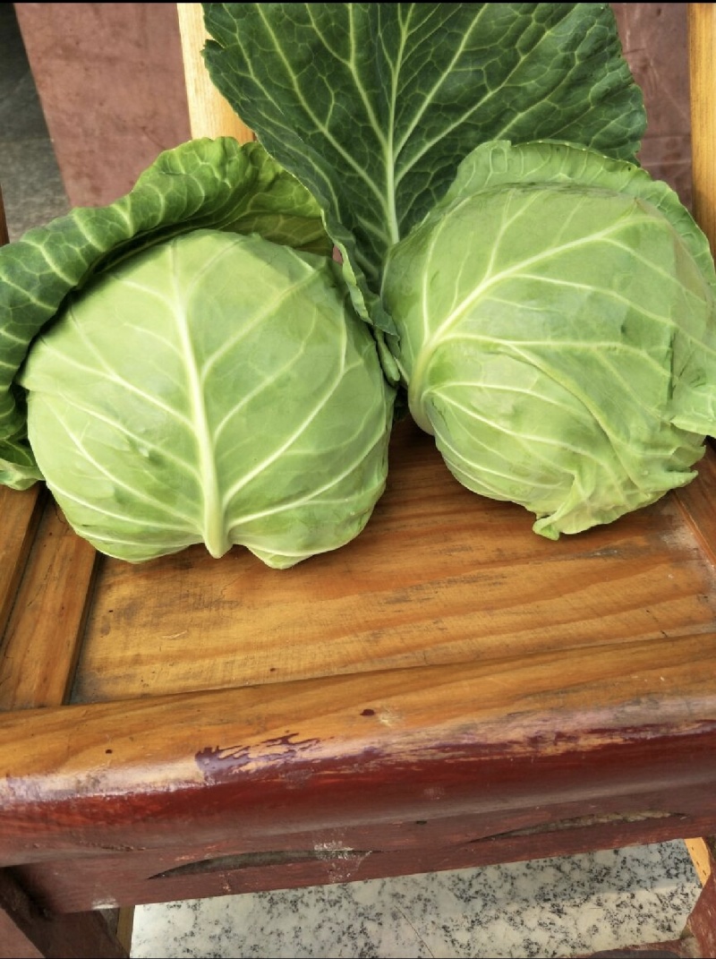 精品旺旺包菜