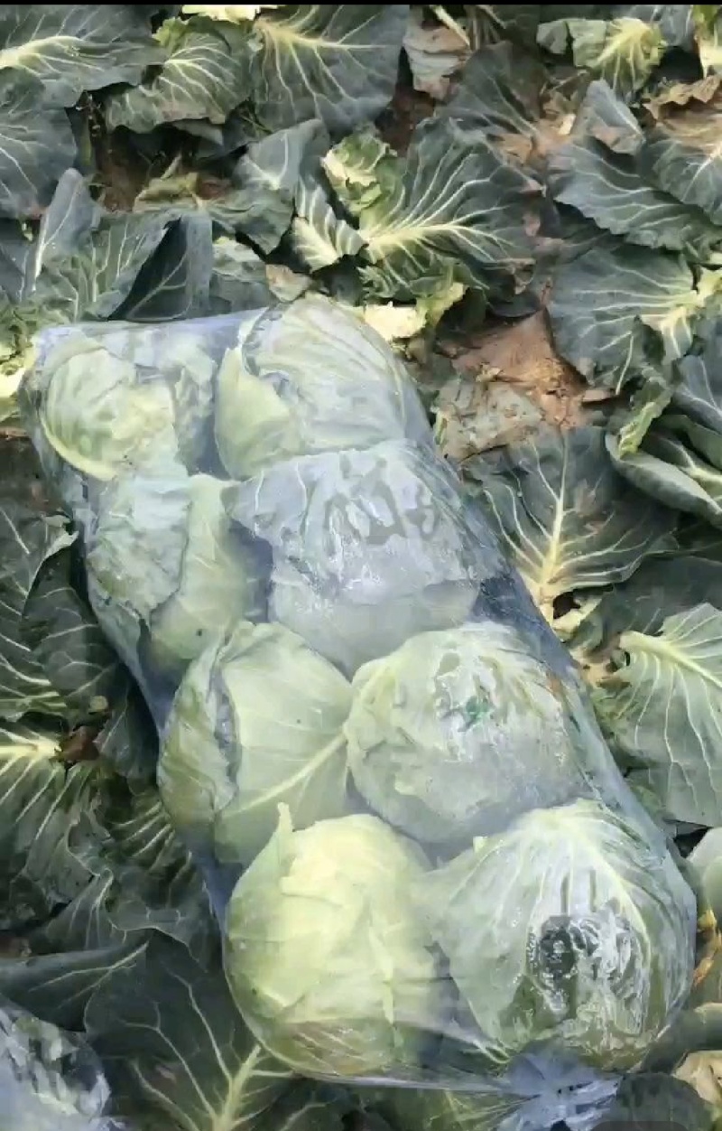精品旺旺包菜