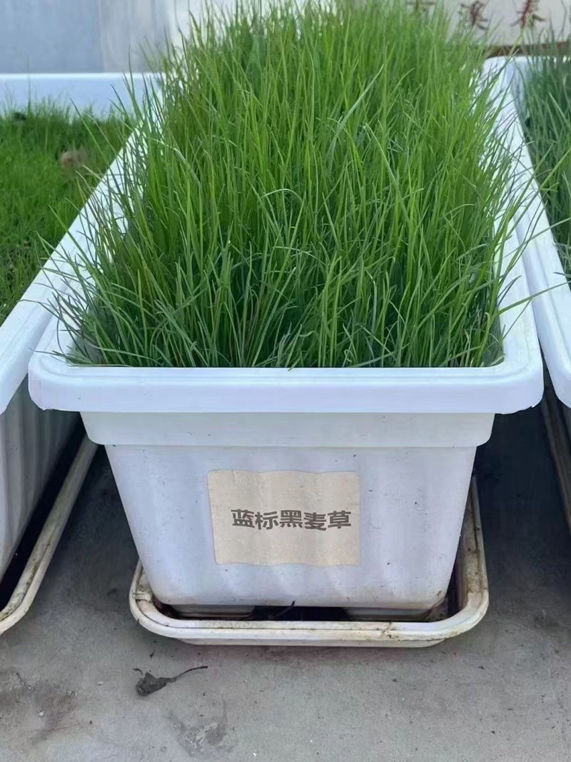 草坪黑麦草种子耐寒耐旱出芽率高绿化护坡固土欢迎咨询！