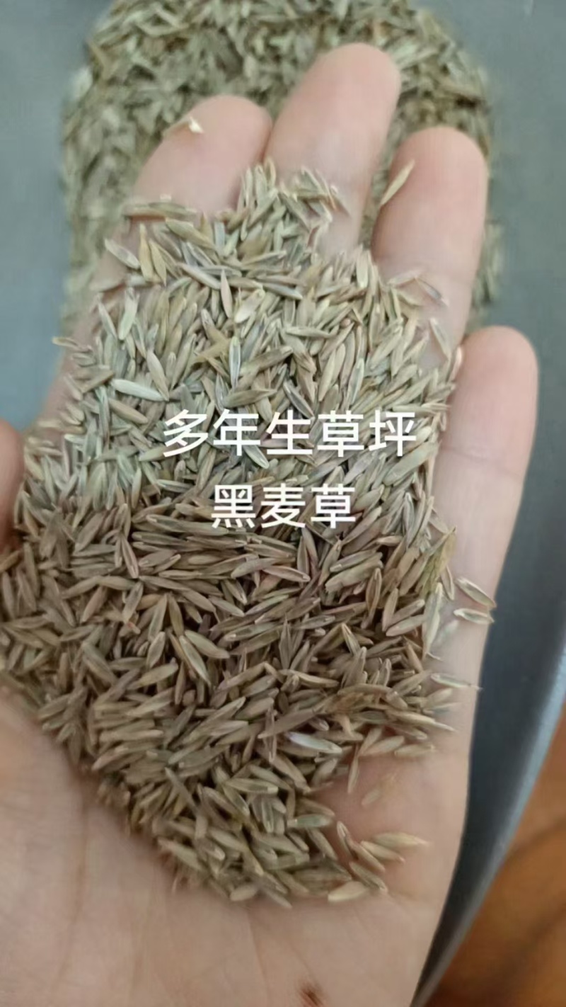 草坪黑麦草种子耐寒耐旱出芽率高绿化护坡固土欢迎咨询！